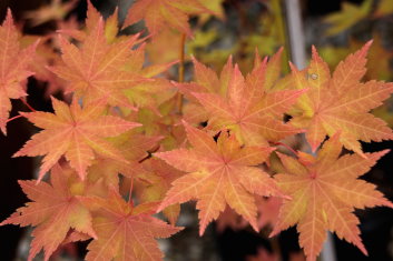 Acer palmatum Summer Gold