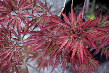 Acer palmatum Nigrum Dissectum SEE Ever Red
