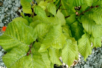 Carpinus betulus Fastigiata