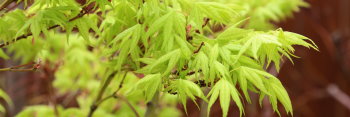 Acer palmatum Alpine Silver Threads