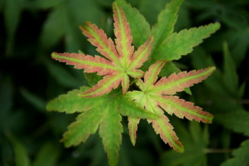 Acer palmatum Jewel