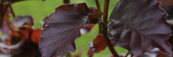 z Fagus sylvatica Red Obelisk