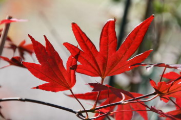 Acer palmatum Fireglow