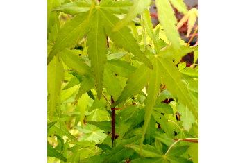 Acer palmatum Katsura hime