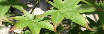 Acer palmatum Shigarami