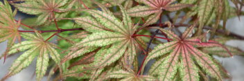 Acer palmatum Olsen's Frosted Strawberry