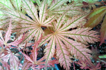 Acer palmatum Ariadne