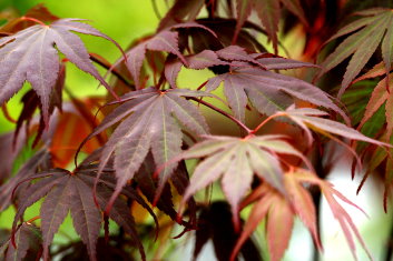 Acer shirasawanum Red Dawn