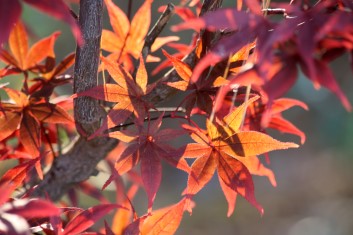 Acer palmatum Musashino