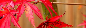 Acer palmatum Wou nishiki