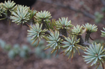 Cedrus atlantica Aurea