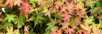 Acer palmatum Beni hime