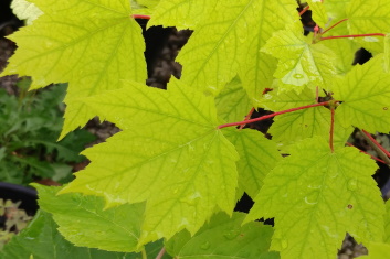 Acer rubrum Shocking Gold