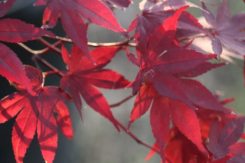 Acer palmatum Cindy