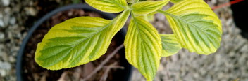 z Cornus alternifolia Golden Shadows