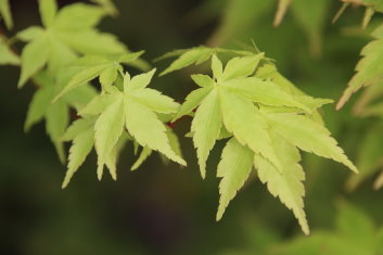 Acer palmatum Tsukasa Silhouette