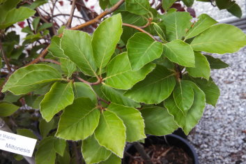 Fagus sylvatica Miltonensis