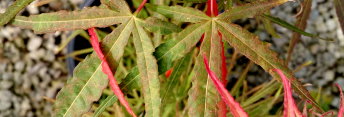 Acer palmatum Green Fingers