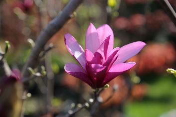 Magnolia Susan