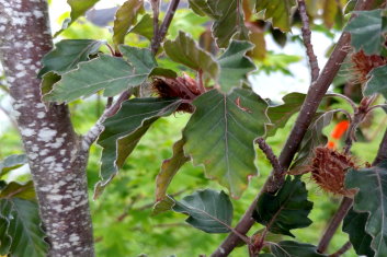 Fagus sylvatica Fragrant Farms