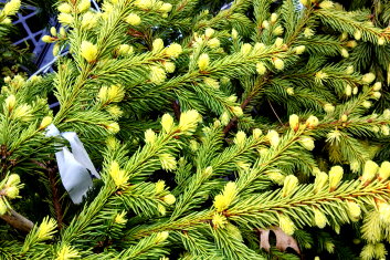 Picea pungens Gebelle's Golden Spring