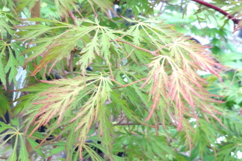 Acer pseudosieboldianum Ice Dragon
