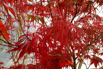 Acer palmatum Scolopendrifolium Rubrum (see Keiser)