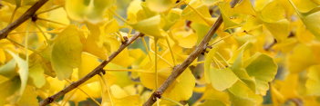 z Ginkgo biloba Witch's Broom