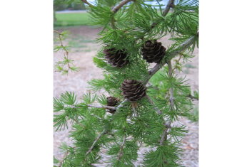 Larix decidua Horstmann's Recurved