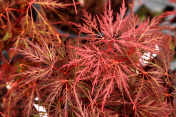 Acer palmatum Dr. Brown