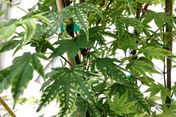 Acer palmatum Yama Nishiki