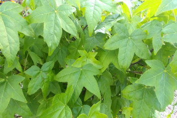 Liquidambar styraciflua Oconee