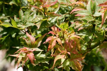 Acer palmatum Ryuzu