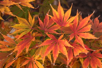 Acer palmatum Fascination