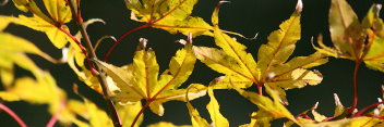 Acer palmatum Ghost Dancer