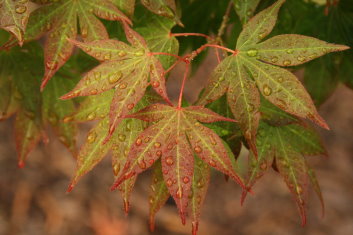 Acer palmatum Sanguineum