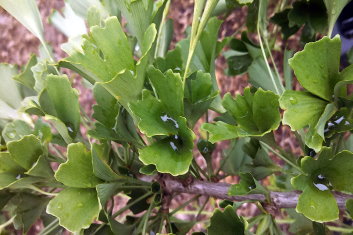 Ginkgo biloba Chase Manhattan