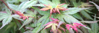 Acer palmatum Johnnie's Pink