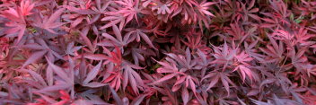 Acer palmatum Carl's Corner