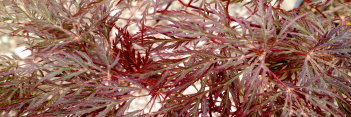 Acer palmatum Ruby Lace