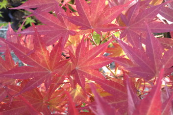 Acer palmatum The Bishop