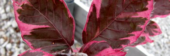 z Fagus sylvatica Roseo marginata (Tri-color Beech)