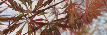 Acer palmatum Ash's Scarlet Princess