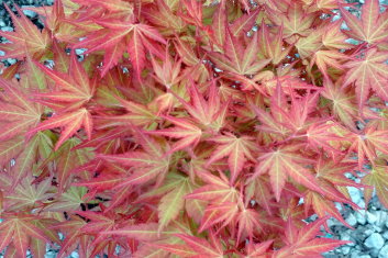 Acer pseudosieboldianum First Flame