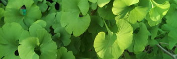 z Ginkgo biloba Bernheim Broom