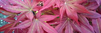 Acer palmatum Beni hoshi/ Ruby Star