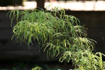 Acer palmatum Koto ito komachi