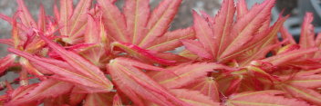 Acer palmatum Mystic mikawa