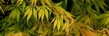 Acer palmatum Elegans