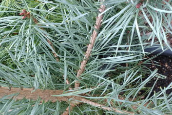 Pinus sylvestris Bonna